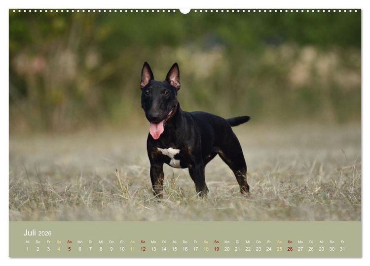 Produktbild: Bullterrier, liebenswerte Sturk&ouml;pfe (hochwertiger Premium Wandkalender 2026 DIN A2 quer), Kunstdruck in Hochglanz