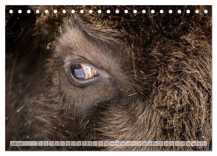 Produktbild: Emotionale Momente: Der Wisent. (Tischkalender 2026 DIN A5 quer), CALVENDO Monatskalender