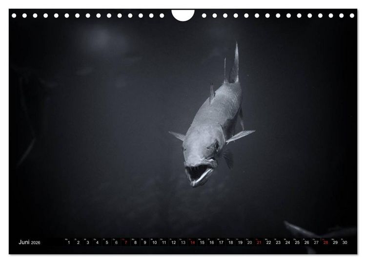 Produktbild: Meerestiere Bilder in Schwarz Weiss (Wandkalender 2026 DIN A4 quer), CALVENDO Monatskalender