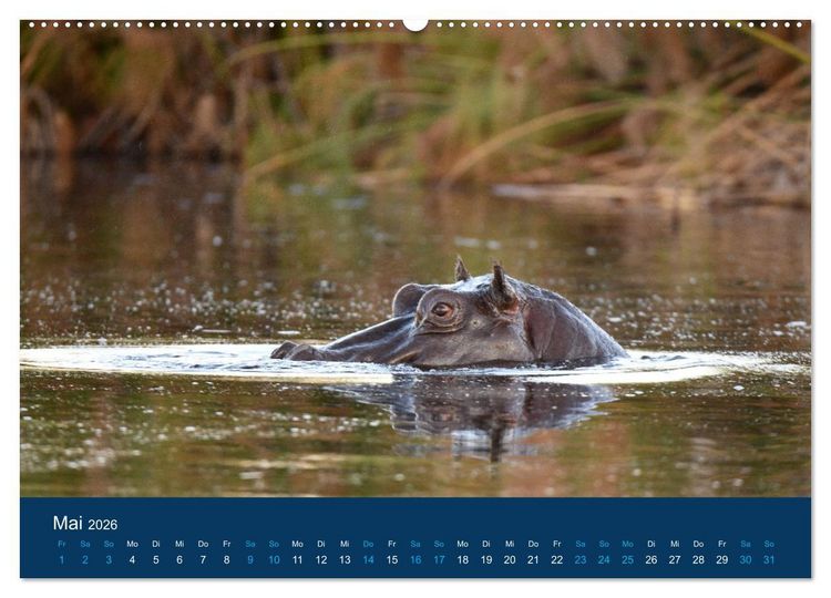 Produktbild: Nilpferde, Kolosse in Afrika (Wandkalender 2026 DIN A2 quer), CALVENDO Monatskalender