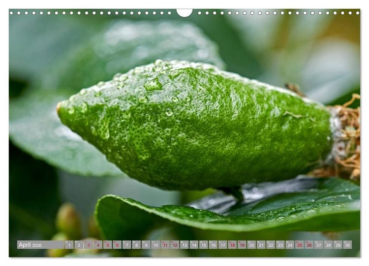 Produktbild: Bio Zitrus Garten (Wandkalender 2026 DIN A3 quer), CALVENDO Monatskalender