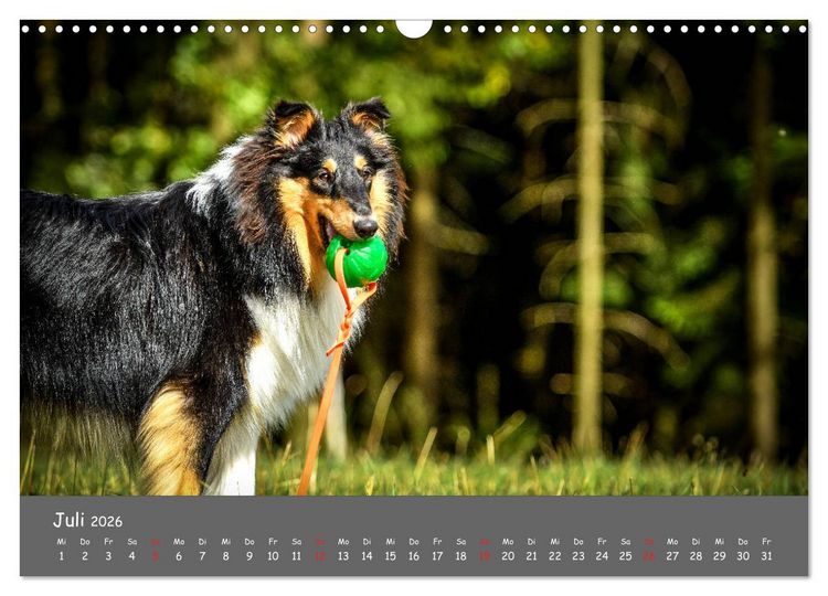 Produktbild: Einmal Collie - immer Collie (Wandkalender 2026 DIN A3 quer), CALVENDO Monatskalender
