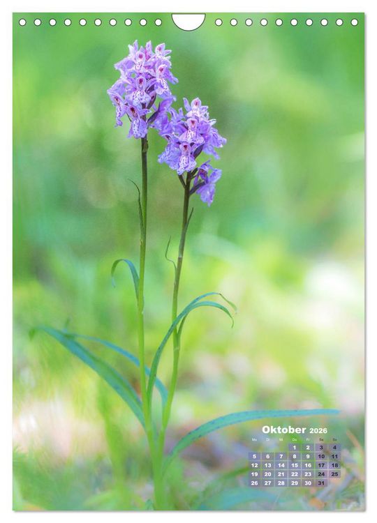 Produktbild: Orchideen in freier Wildbahn (Wandkalender 2026 DIN A4 hoch), CALVENDO Monatskalender