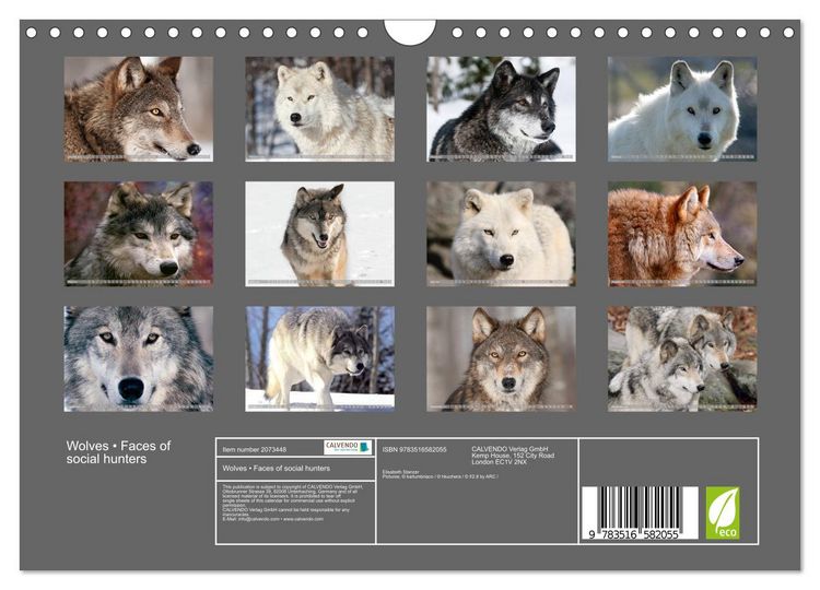 Produktbild: Wolves &bull; Faces of social hunters (Wall Calendar 2026 DIN A4 landscape), CALVENDO 12 Month Wall Calendar