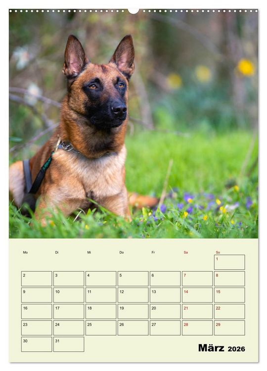 Produktbild: Malinois verl&auml;ssliche Begleiter (hochwertiger Premium Wandkalender 2026 DIN A2 hoch), Kunstdruck in Hochglanz