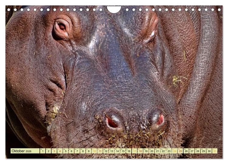 Produktbild: Flusspferde - gem&uuml;tlich gef&auml;hrlich (Wandkalender 2026 DIN A4 quer), CALVENDO Monatskalender
