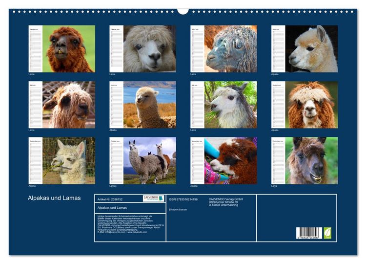 Produktbild: Alpakas und Lamas (Wandkalender 2026 DIN A2 quer), CALVENDO Monatskalender