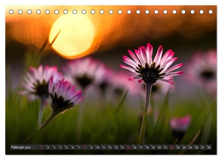 Produktbild: G&auml;nsebl&uuml;mchen Poesie (Tischkalender 2026 DIN A5 quer), CALVENDO Monatskalender