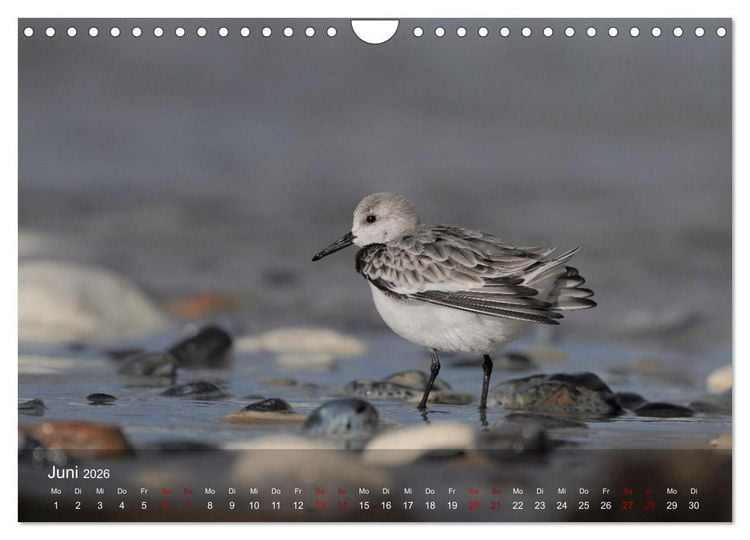 Produktbild: Wilde Vogelwelt Helgoland (Wandkalender 2026 DIN A4 quer), CALVENDO Monatskalender