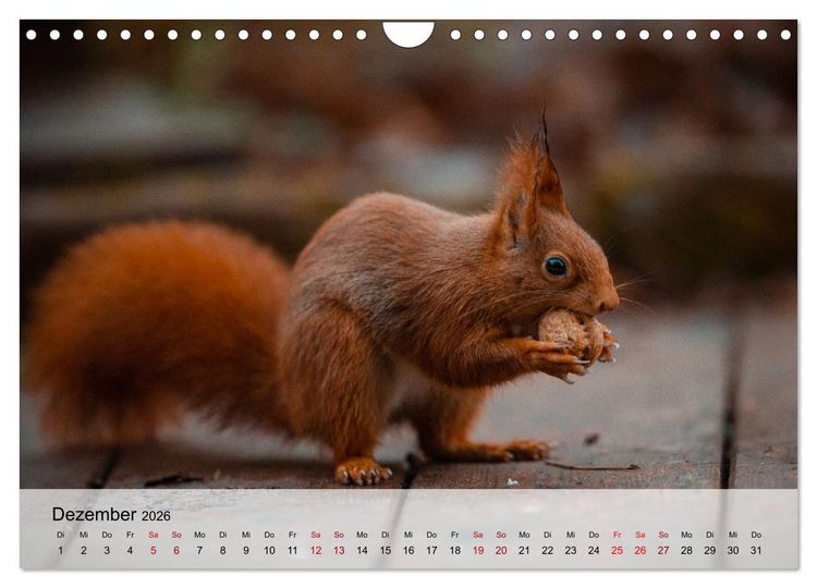 Produktbild: Magische Tiermomente (Wandkalender 2026 DIN A4 quer), CALVENDO Monatskalender
