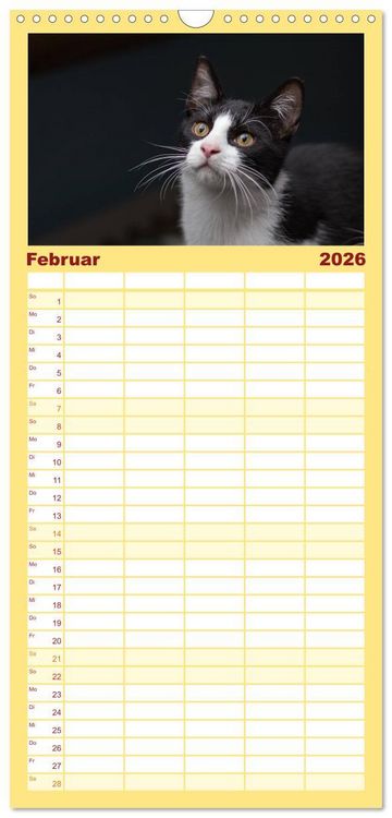 Produktbild: Familienplaner 2026 - Tierschutzkatzen vom TSV-Neuss - Gro&szlig;es Gl&uuml;ck auf sanften Pfoten mit 5 Spalten (Wandkalender, 21 x 45 cm) CALVENDO
