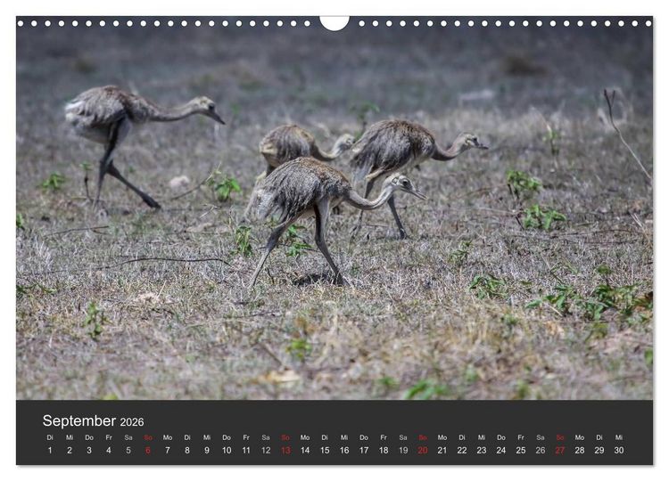 Produktbild: Wildlife Pantanal 2026 (Wandkalender 2026 DIN A3 quer), CALVENDO Monatskalender