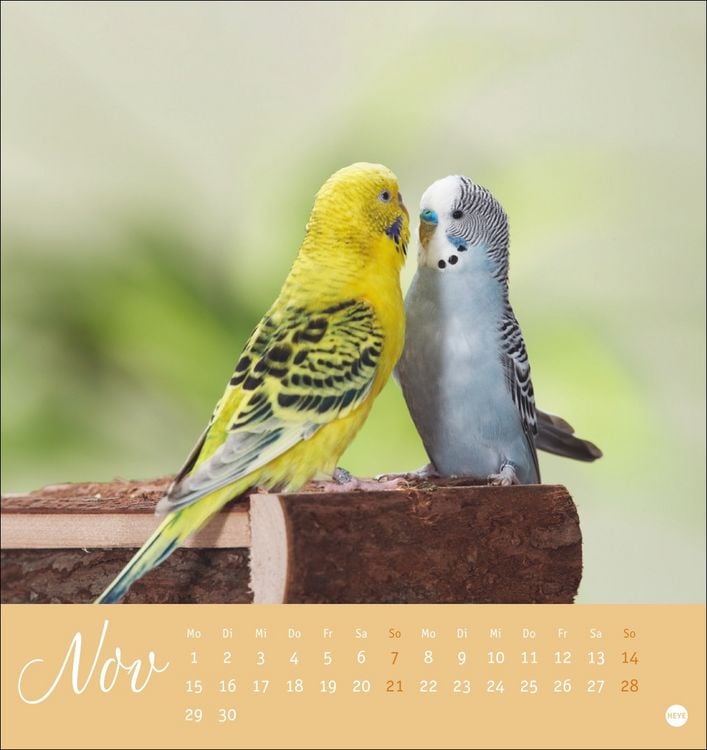 Produktbild: Freche Wellensittiche Postkartenkalender 2027