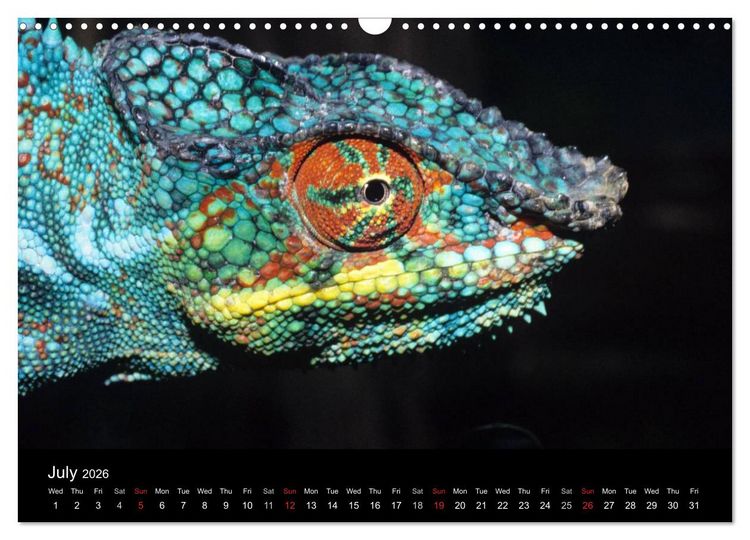 Produktbild: Chameleons Monsters of the African Bush (Wall Calendar 2026 DIN A3 landscape), CALVENDO 12 Month Wall Calendar