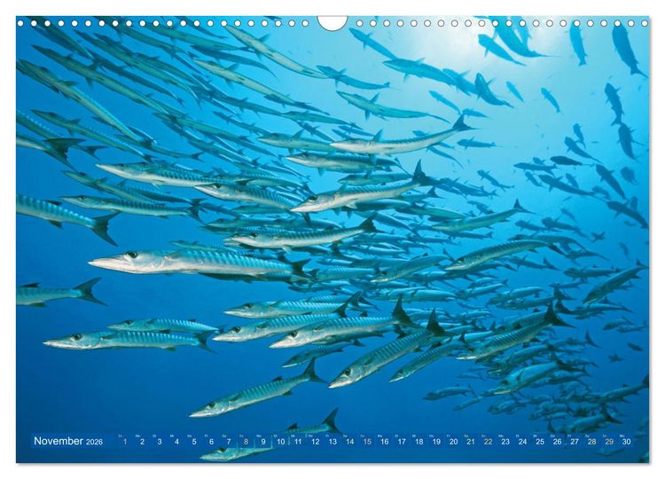 Produktbild: Tauchen: Wunderbares tiefblaues Meer (Wandkalender 2026 DIN A3 quer), CALVENDO Monatskalender
