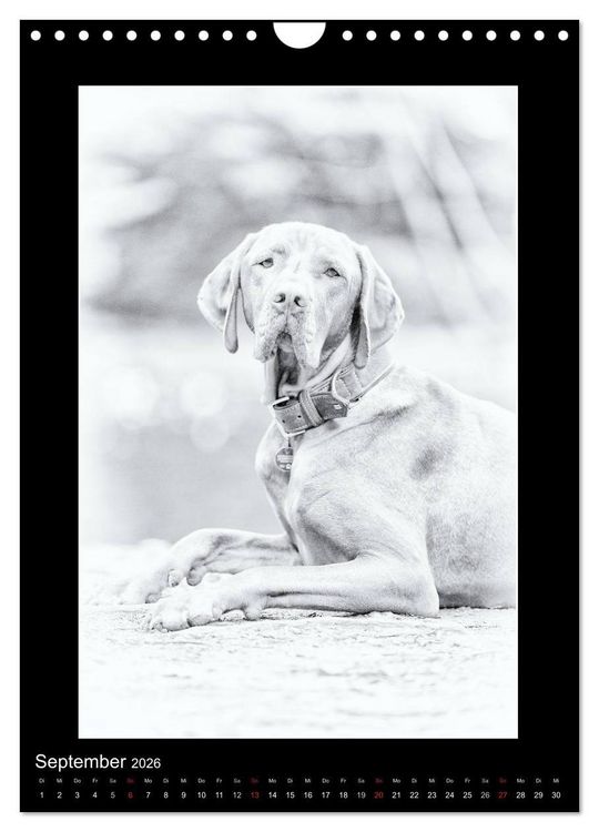 Produktbild: Vizsla-Liebe (Wandkalender 2026 DIN A4 hoch), CALVENDO Monatskalender