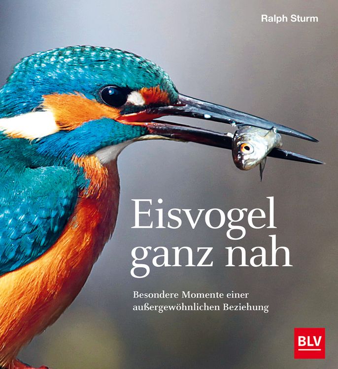 Produktbild: Eisvogel ganz nah
