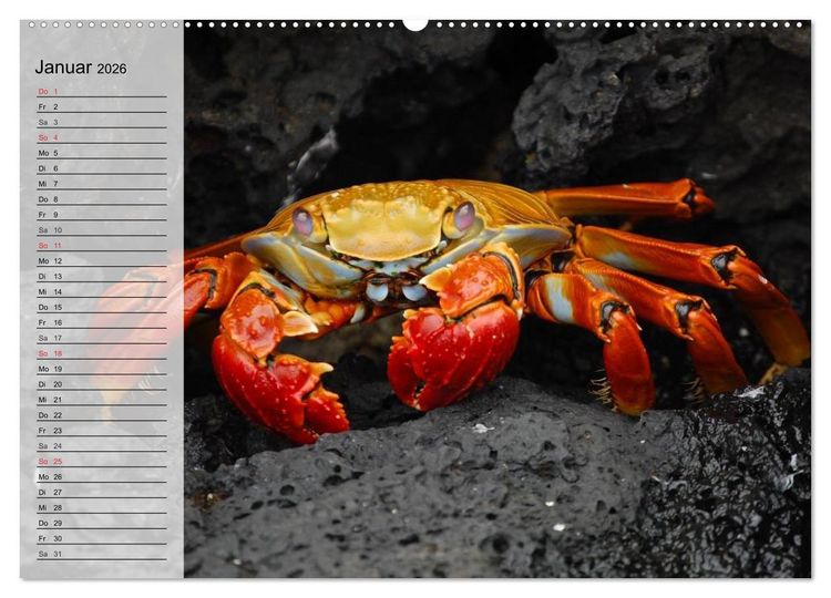 Produktbild: Krabben. Witzige Monster (Wandkalender 2026 DIN A2 quer), CALVENDO Monatskalender
