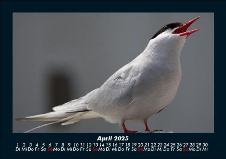 Produktbild: Welt der V&ouml;gel 2025 Fotokalender DIN A5