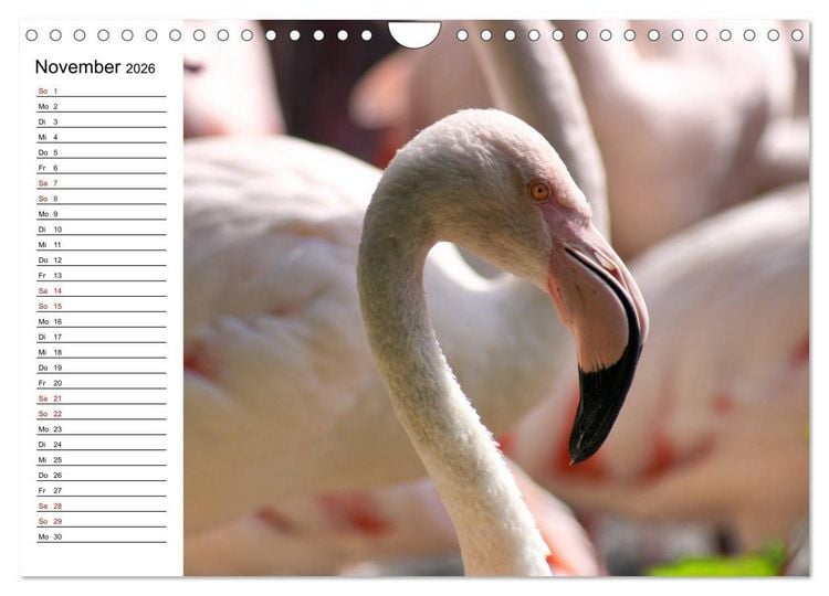 Produktbild: Elegante Flamingo (Wandkalender 2026 DIN A4 quer), CALVENDO Monatskalender
