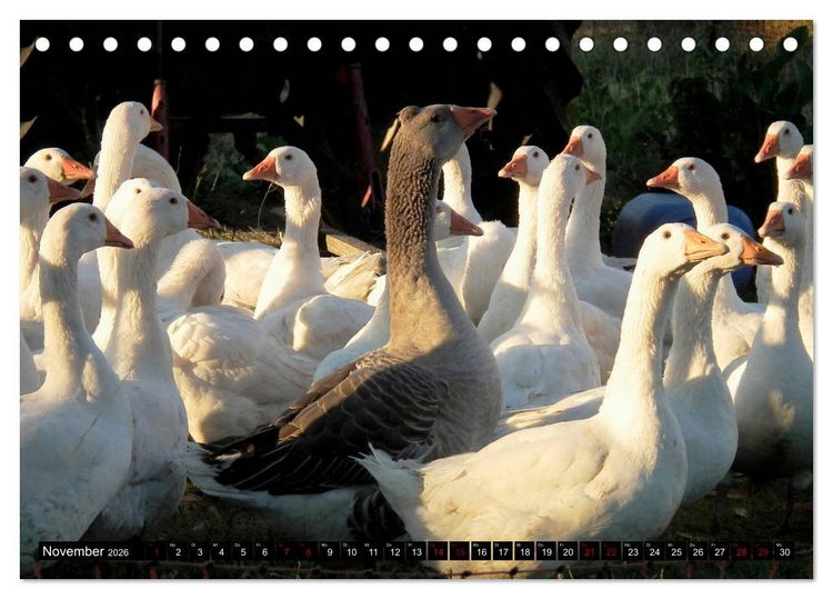 Produktbild: Haus- und Hoftiere (Tischkalender 2026 DIN A5 quer), CALVENDO Monatskalender