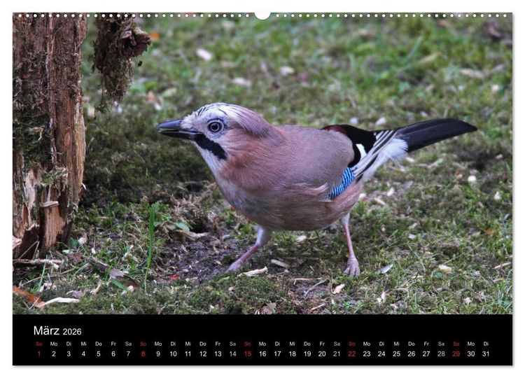 Produktbild: Eichelh&auml;her der Waldpolizist (Wandkalender 2026 DIN A2 quer), CALVENDO Monatskalender