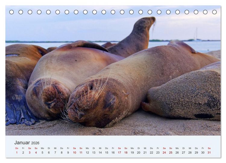 Produktbild: Entdecke Galapagos (Tischkalender 2026 DIN A5 quer), CALVENDO Monatskalender