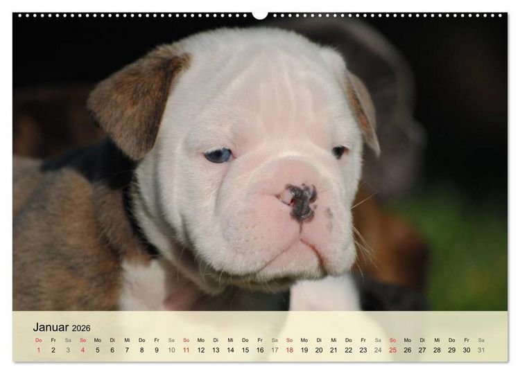 Produktbild: Bulldoggen-Kindergarten (hochwertiger Premium Wandkalender 2026 DIN A2 quer), Kunstdruck in Hochglanz