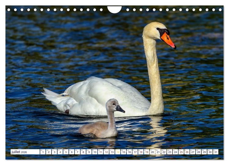 Produktbild: Oiseaux aquatiques en famille (Calendrier mural 2026 DIN A4 vertical), CALVENDO calendrier mensuel