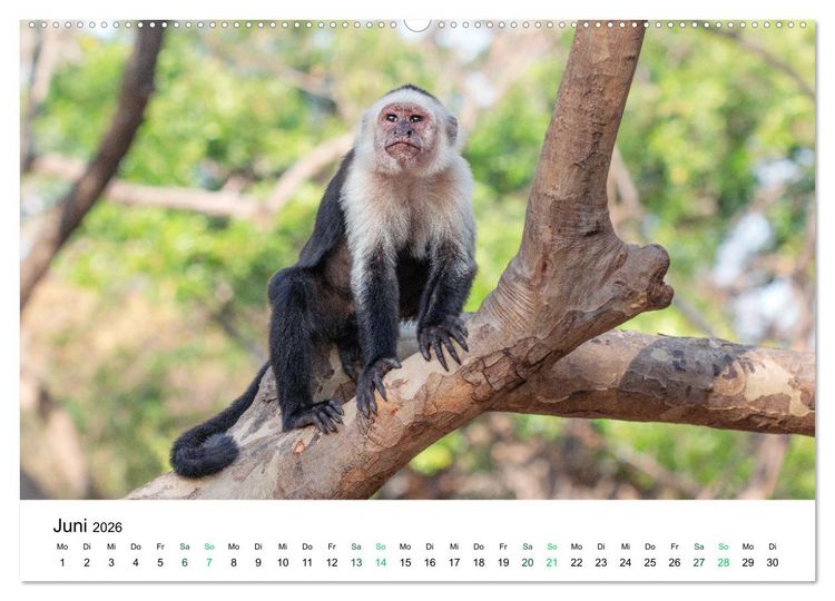 Produktbild: Costa Rica - Tropische Tierwelt (Wandkalender 2026 DIN A2 quer), CALVENDO Monatskalender
