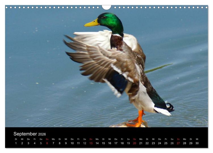 Produktbild: Duck Power (Wandkalender 2026 DIN A3 quer), CALVENDO Monatskalender
