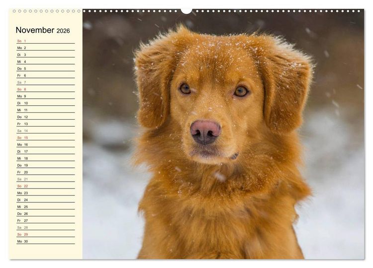 Produktbild: Toll, toll, Toller (Wandkalender 2026 DIN A2 quer), CALVENDO Monatskalender