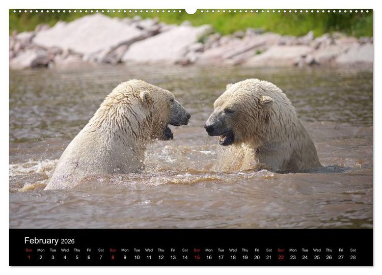 Produktbild: POLAR BEARS - ARCTIC LEGENDS (High Quality Premium Wall Calendar 2026 DIN A2 landscape),CALVENDO 12 Month Wall Calendar