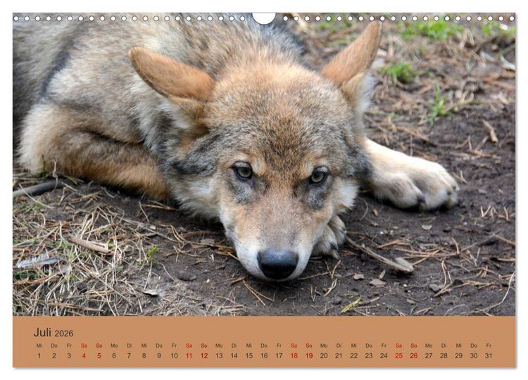 Produktbild: Begegnungen DER WOLF (Wandkalender 2026 DIN A3 quer), CALVENDO Monatskalender