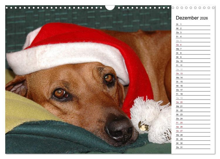 Produktbild: Rhodesian Ridgeback Terminkalender (Wandkalender 2026 DIN A3 quer), CALVENDO Monatskalender