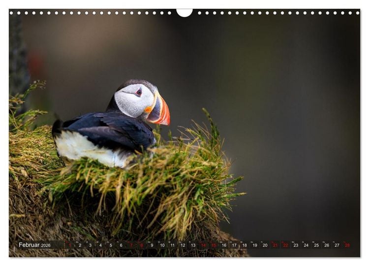 Produktbild: Puffins - Papageientaucher auf Island (Wandkalender 2026 DIN A3 quer), CALVENDO Monatskalender