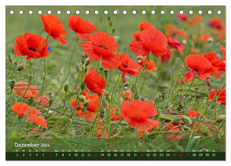 Produktbild: Mohntr&auml;ume (Tischkalender 2026 DIN A5 quer), CALVENDO Monatskalender