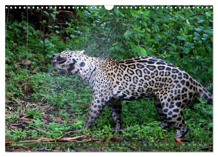 Produktbild: Jaguare im Pantanal (Wandkalender 2026 DIN A3 quer), CALVENDO Monatskalender