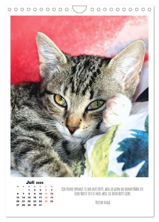 Produktbild: Stubentiger im Portrait (Wandkalender 2026 DIN A4 hoch), CALVENDO Monatskalender