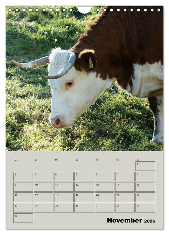 Produktbild: Kuhportraits Hornk&uuml;he (Wandkalender 2026 DIN A4 hoch), CALVENDO Monatskalender