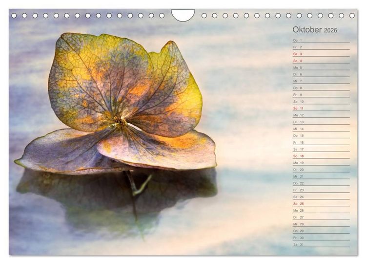 Produktbild: Die Hortensie und ihre vielen Gesichter (Wandkalender 2026 DIN A4 quer), CALVENDO Monatskalender