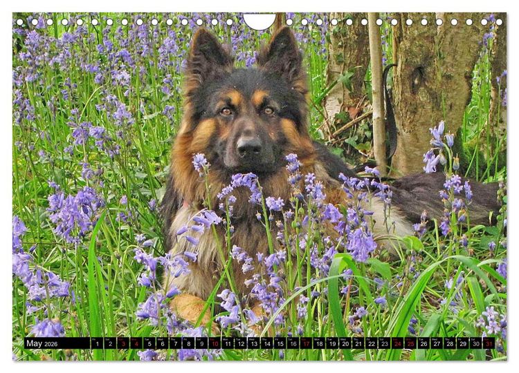 Produktbild: The German Shepherd Longcoat (Wall Calendar 2026 DIN A4 landscape), CALVENDO 12 Month Wall Calendar