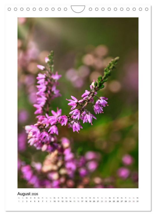 Produktbild: Heidespazierg&auml;nge (Wandkalender 2026 DIN A4 hoch), CALVENDO Monatskalender
