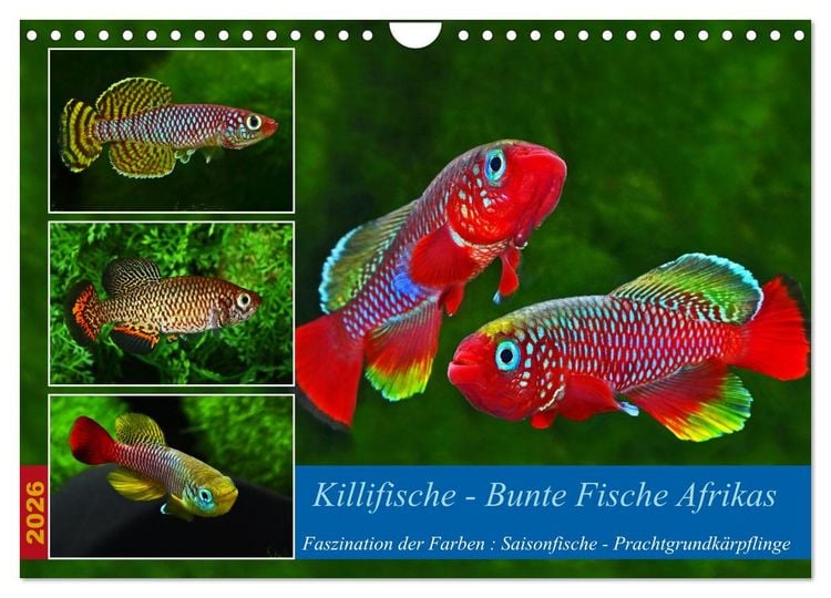 Produktbild: Killifische &ndash; Bunte Fische Afrikas (Wandkalender 2026 DIN A4 quer), CALVENDO Monatskalender
