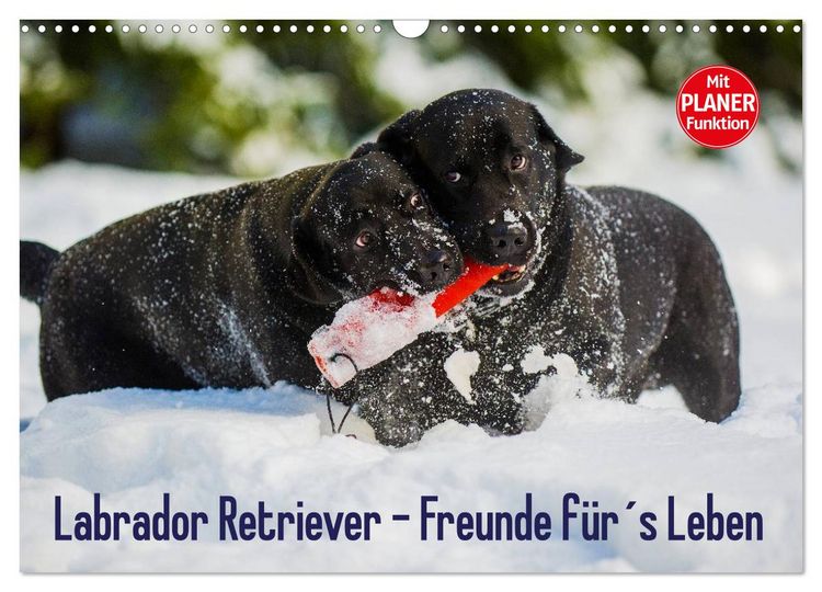 Produktbild: Labrador Retriever - Freunde f&uuml;r&acute;s Leben (Wandkalender 2026 DIN A3 quer), CALVENDO Monatskalender