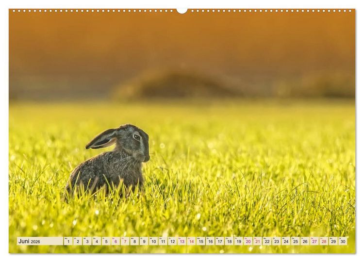 Produktbild: Feldhasen und Kaninchen (Wandkalender 2026 DIN A2 quer), CALVENDO Monatskalender