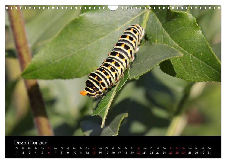 Produktbild: Faszination Schmetterlingsraupen (Wandkalender 2026 DIN A3 quer), CALVENDO Monatskalender