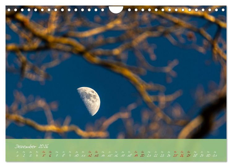 Produktbild: Waldwelten (Wandkalender 2026 DIN A4 quer), CALVENDO Monatskalender