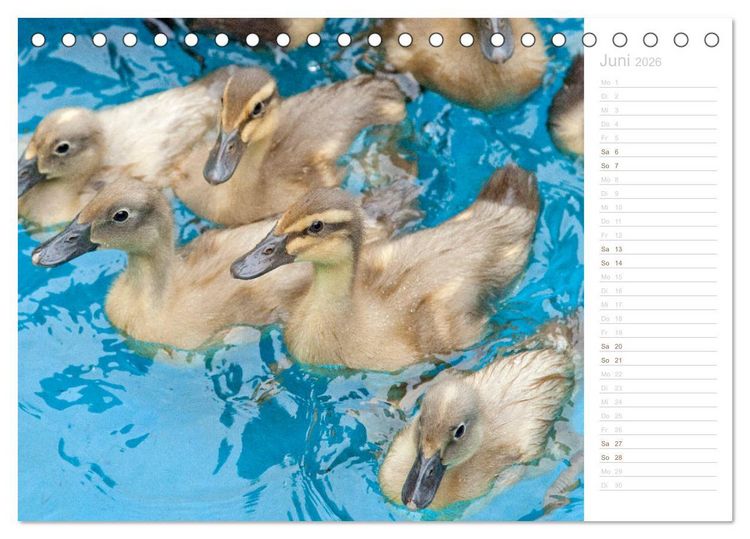 Produktbild: Laufenten - tierisch liebenswerte Zeitgenossen (Tischkalender 2026 DIN A5 quer), CALVENDO Monatskalender