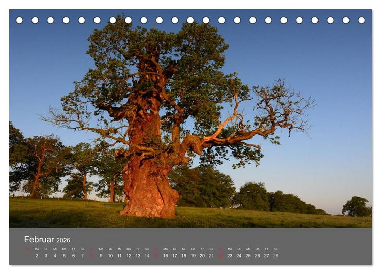 Produktbild: B&auml;ume (Tischkalender 2026 DIN A5 quer), CALVENDO Monatskalender